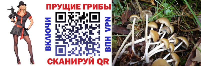 Псилоцибиновые грибы прущие грибы  Берёзовский 